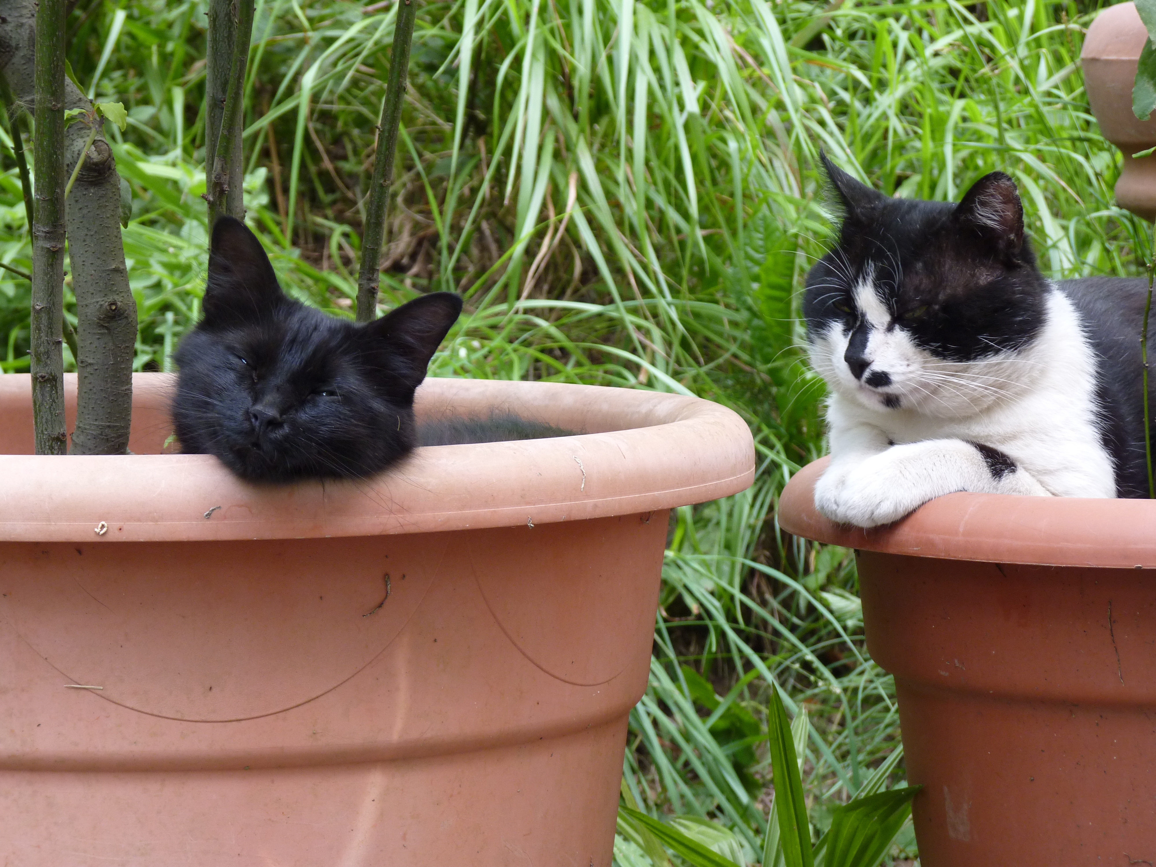 Unsere italienischen Katzen Minni und Leo
