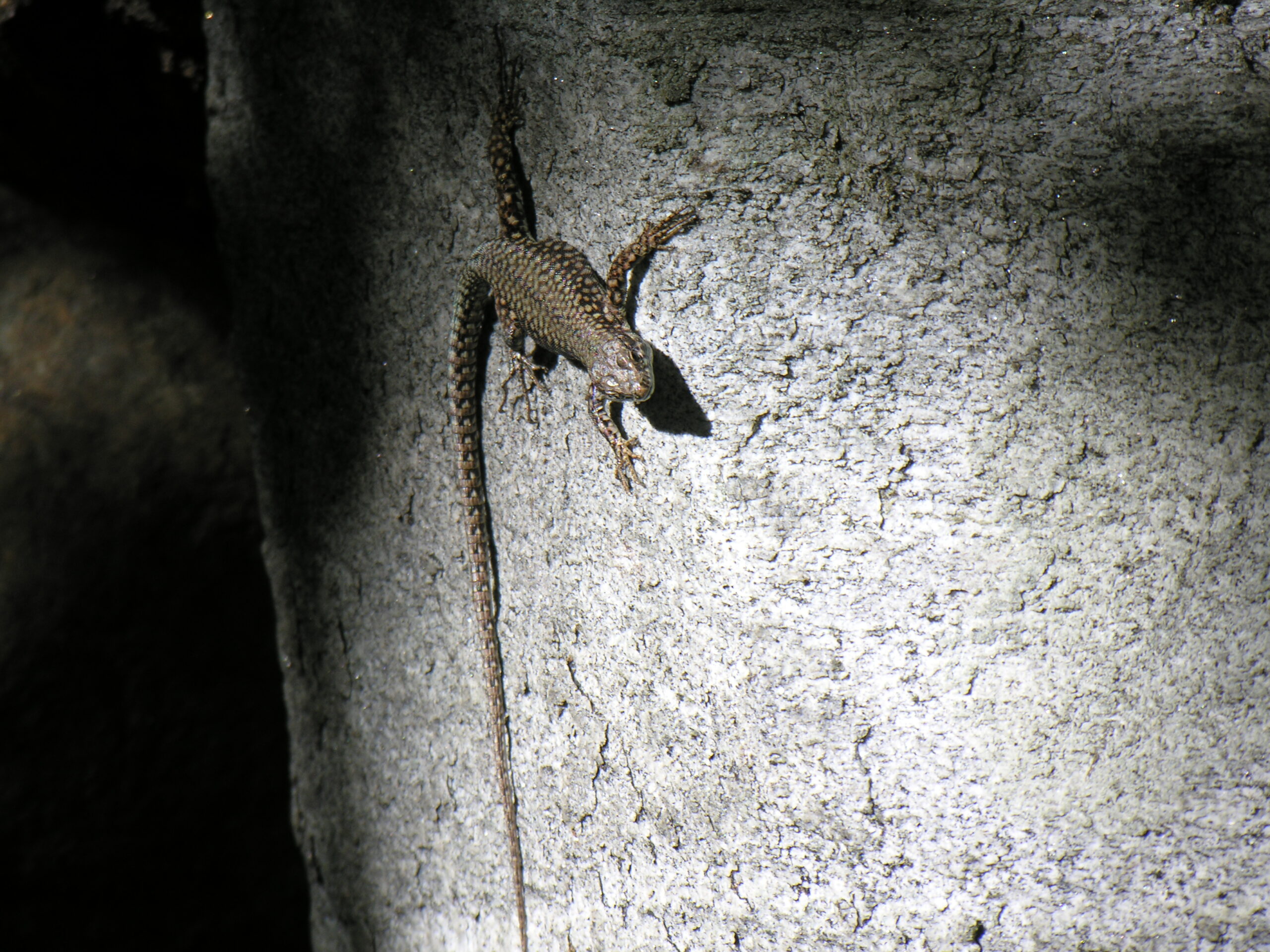 Zur Herpetofauna oder: die Lurche und Kriechtiere in Ponte (Cannero)