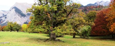 Meine Lieblingsbäume – der Eichenhain ob Maienfeld (GR)