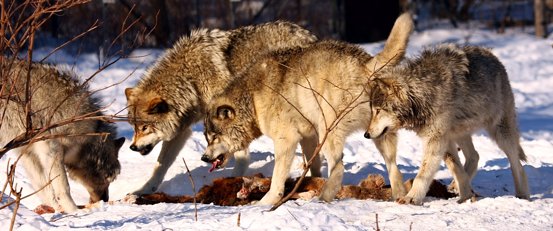 Охота на лису волка. Стая Волков зимой. Волки стая. Дикие звери в природе.