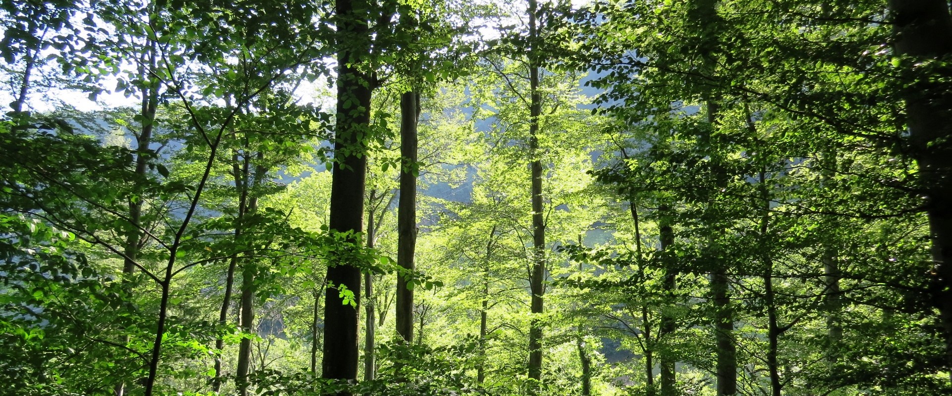 Warum unsere Wälder nicht ausreichend naturnah sind!