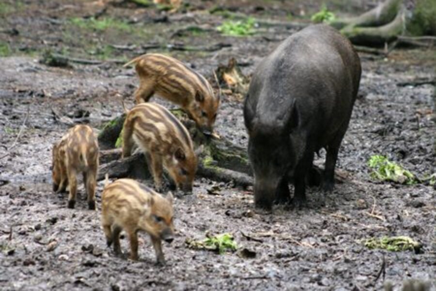 Wildschweine auf dem Vormarsch