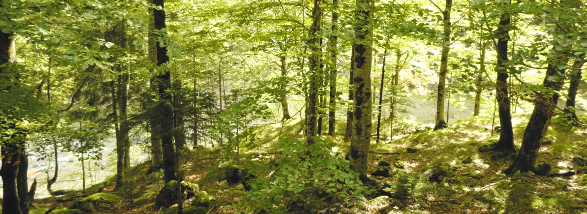 Zur Waldstrategie Liechtenstein 2030+ (Dritter Entwurf vom 5. Oktober 2022)
