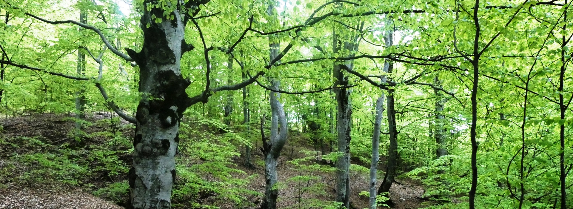 Für einmal noch rumänische Urwälder sehen!