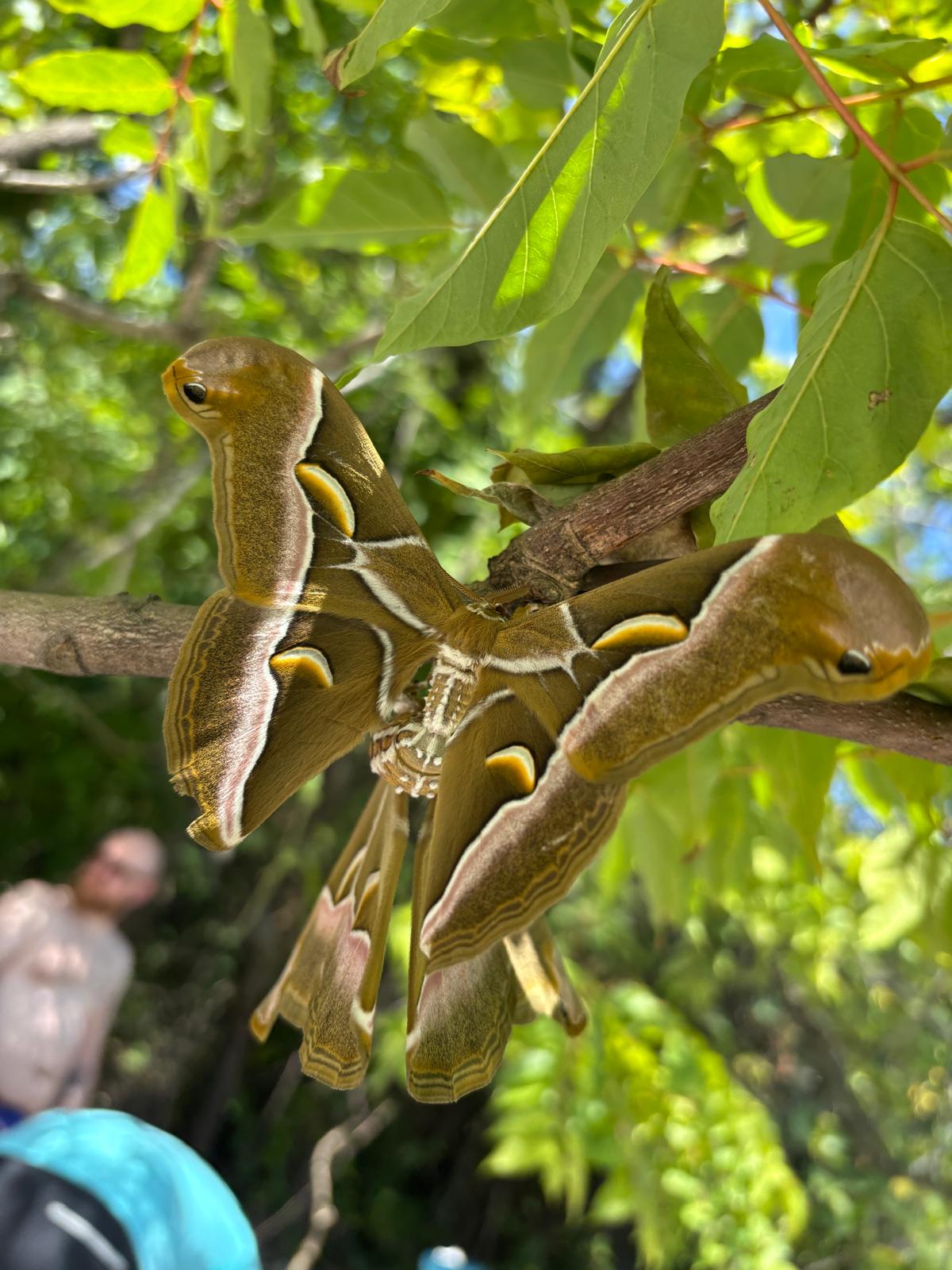 Der Götterbaum-Spinner in Cannero