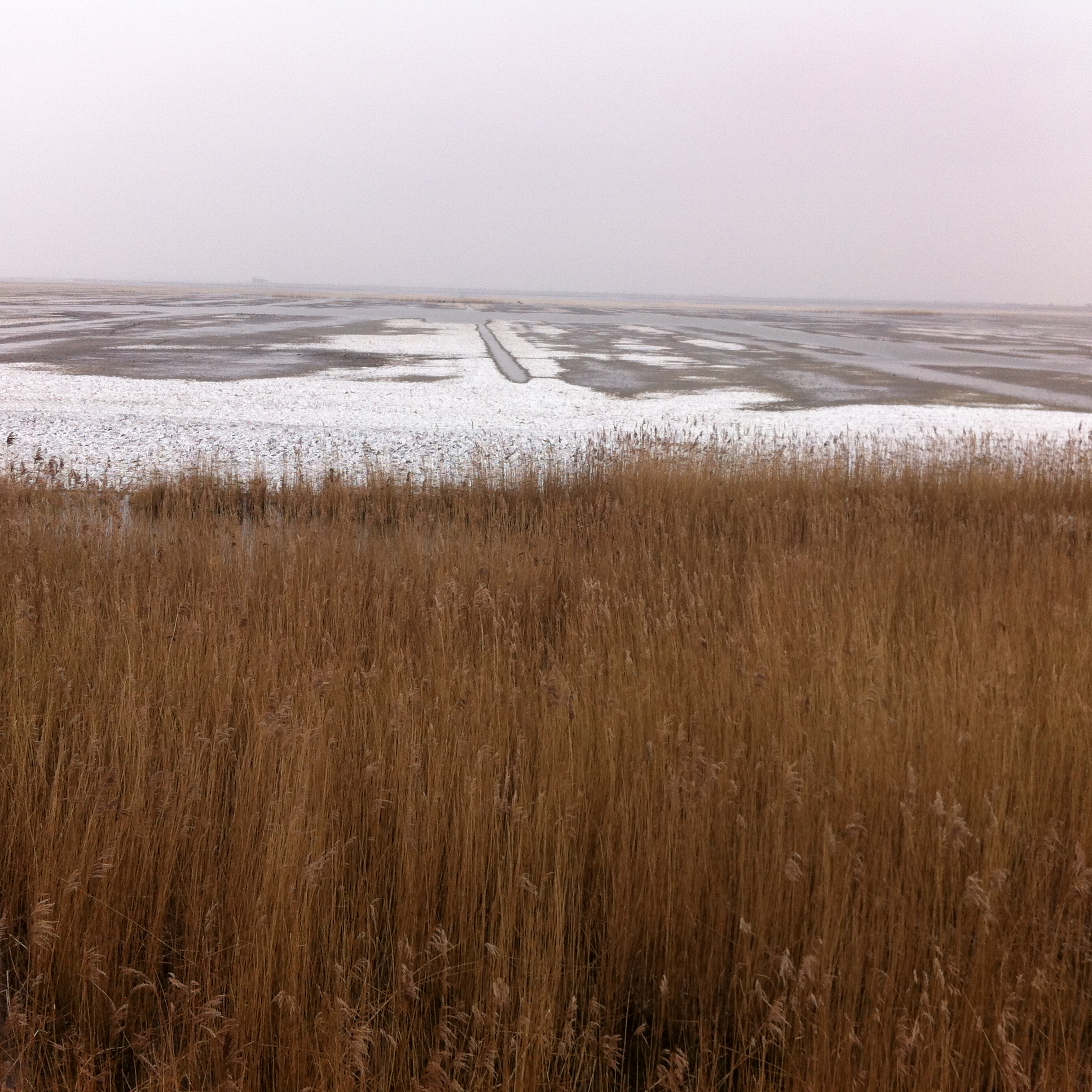 Wie wild darf Natur sein und was können wir vom niederländischen Naturprojekt lernen?