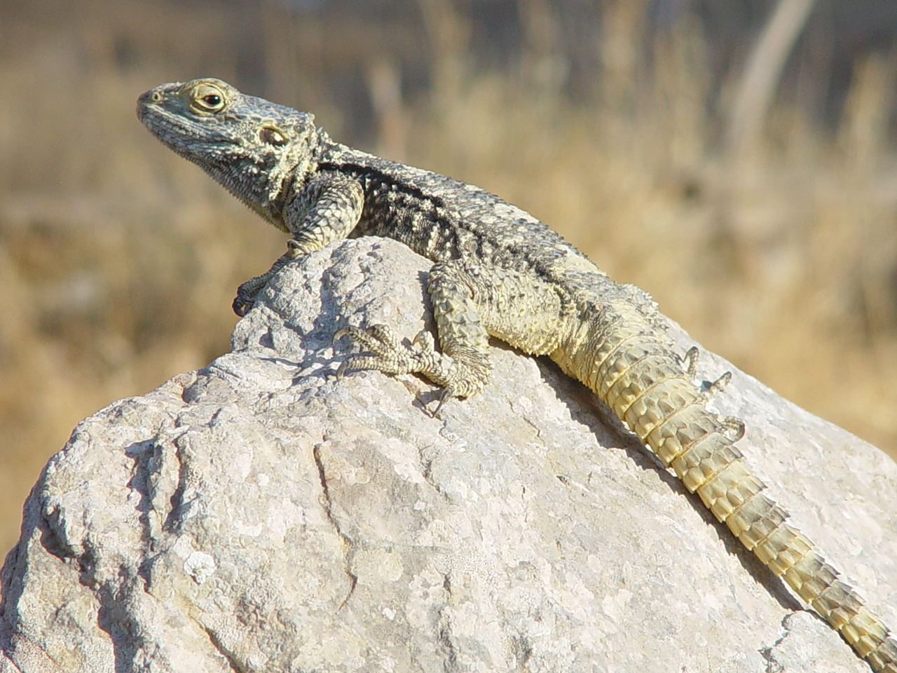 Der Har&shy;dun – der „Mini&shy;saurier“ auf grie&shy;chi&shy;schen In&shy;seln