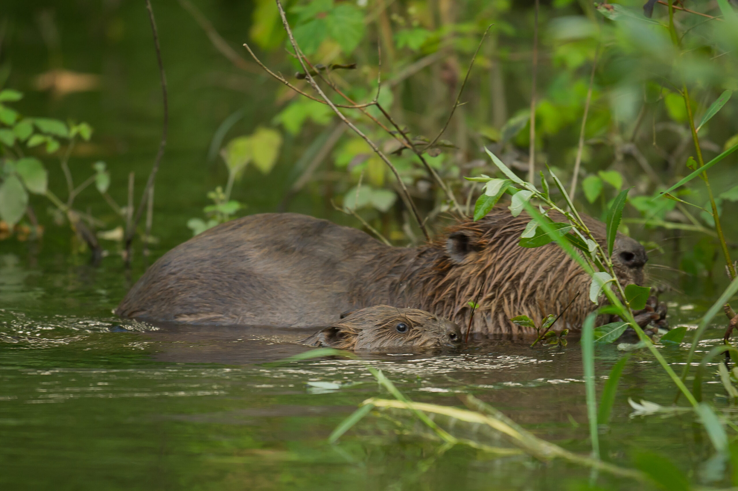 Der Biber – Bau&shy;meis&shy;ter der Ge&shy;wäs&shy;ser&shy;land&shy;schaft