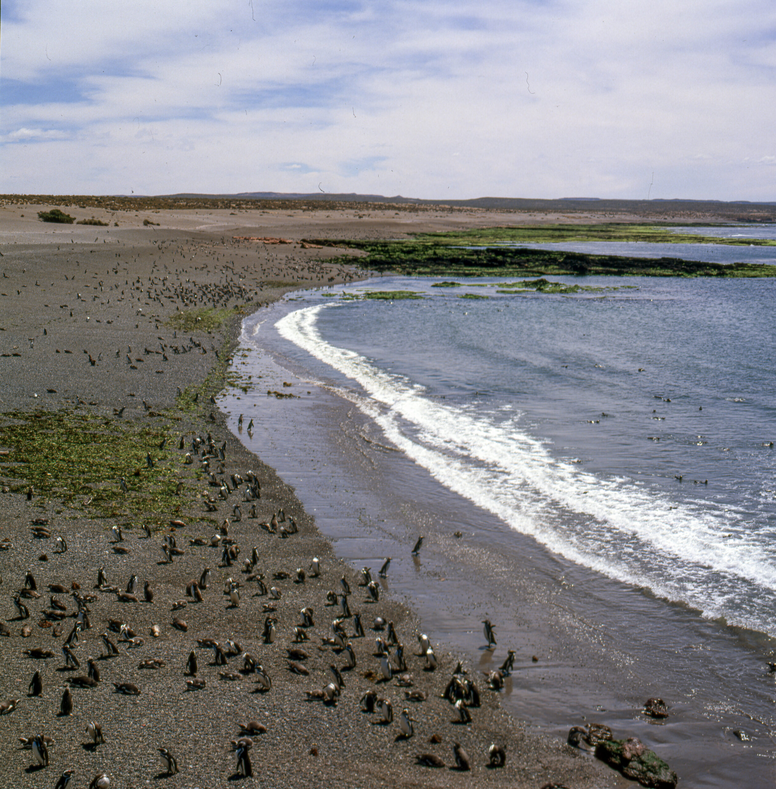 Die Halb&shy;insel Valdes in Ar&shy;gen&shy;ti&shy;niens Pata&shy;gon&shy;ien – ein Hot&shy;spot der Bio&shy;di&shy;ver&shy;si&shy;tät