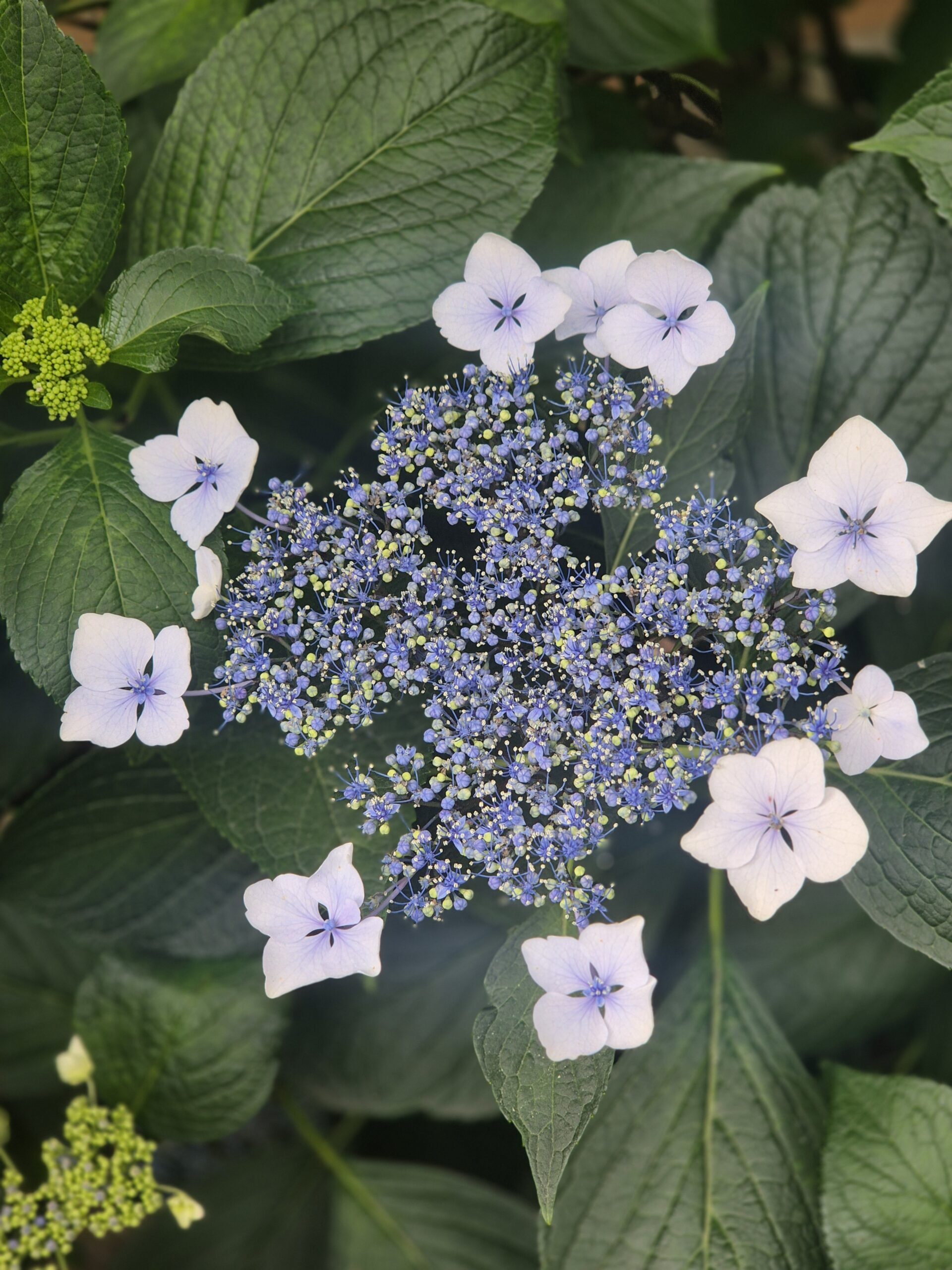 Wie müssen wir kommunizieren, um die Menschen zu erreichen? Ein Plädoyer für mehr Emotion für den Erhalt der biologischen Vielfalt